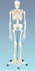 Модель "Скелет человека" (на роликовой подставке, 170 см)