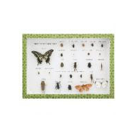 Коллекция "Вредные насекомые (25 видов)"