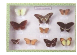 Коллекция "Бабочки (10 видов)"