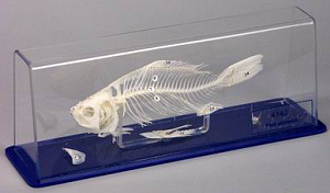 Скелет "Костистой рыбы"