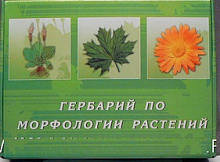 Гербарий "Морфология растений"