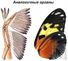 Плакат "Примеры конвергенции в строении органов движения (крыло бабочки и крыло птицы) " А3