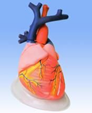 Модель "Сердце" (увеличенное в 3 раза)