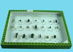 Коллекция " Представители отрядов насекомых " (на примере вредителей)