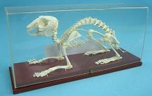 Модель остеологическая " Скелет кролика "