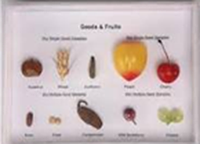 Коллекция " Семян и плодов "