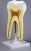 Модель "Зуб" (строение)