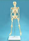 Модель "Скелет человека на штативе" 85 см