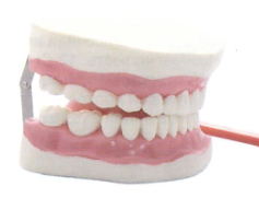 Модель "Уход  за зубами" (гигиена зубов, без языка)