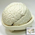 Модель "Мозг в разрезе"