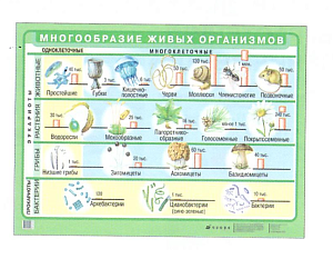 Плакат "Многообразие живых организмов"  (70х100 см, лам.)