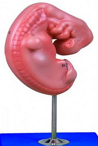 Модель "Эмбрион"