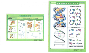 Плакат "Грибы/Строение ДНК"