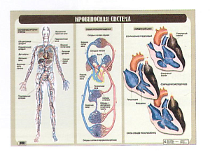 Плакат "Кровеносная система"