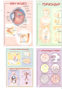 Плакаты "Анатомия 8-9 сынып" (ф.А1, 20 шт., на каз.яз.)