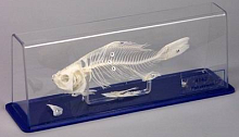 Модель по зоологии "Скелет Рыбы"